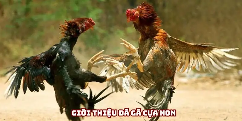 Nội dung giới thiệu đá gà cựa non