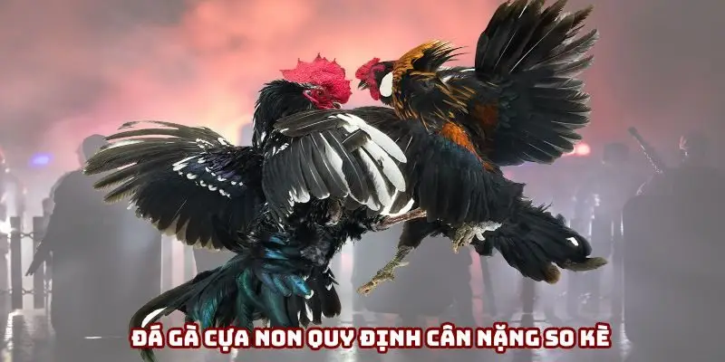 Đá gà cựa non quy định cân nặng so kè