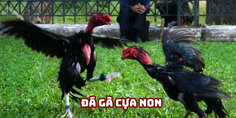 Đá gà cựa non