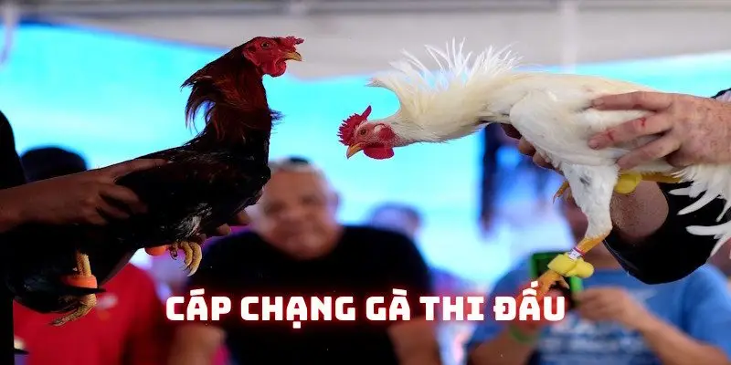 Trường gà Campuchia cáp chạng so tài