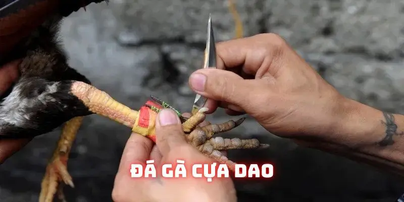 Đá gà cựa dao sở hữu sức hút đặc biệt