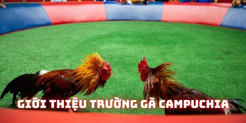 Giới thiệu trường gà Campuchia chi tiết