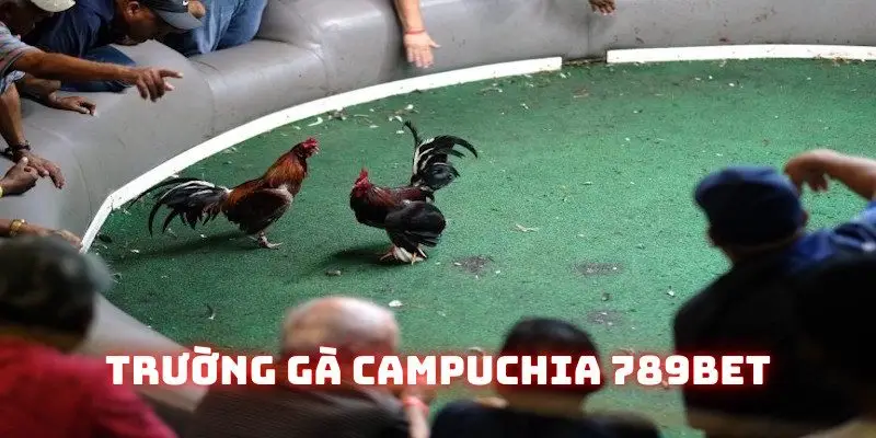 trường gà Campuchia